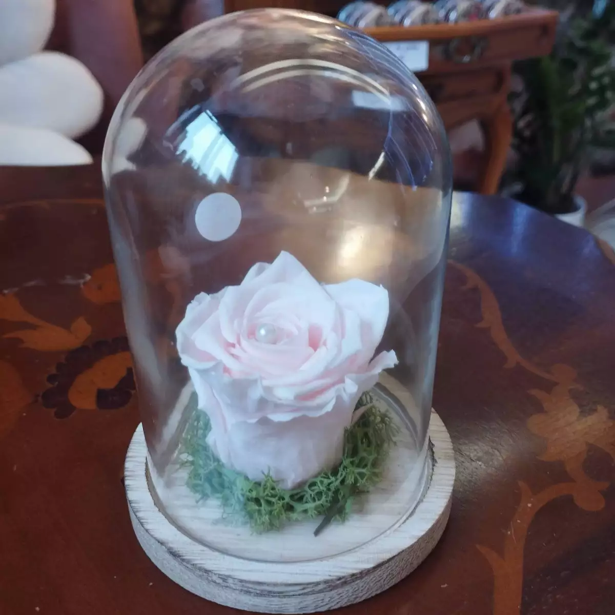 Cloche rose stabilisée M