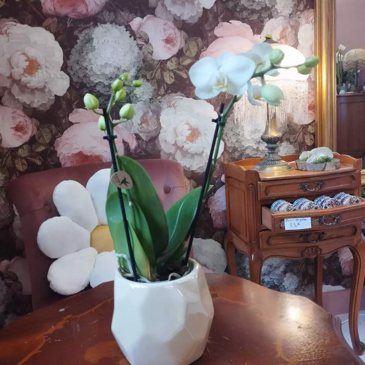 Orchidée phalaenopsis pot 9 cm