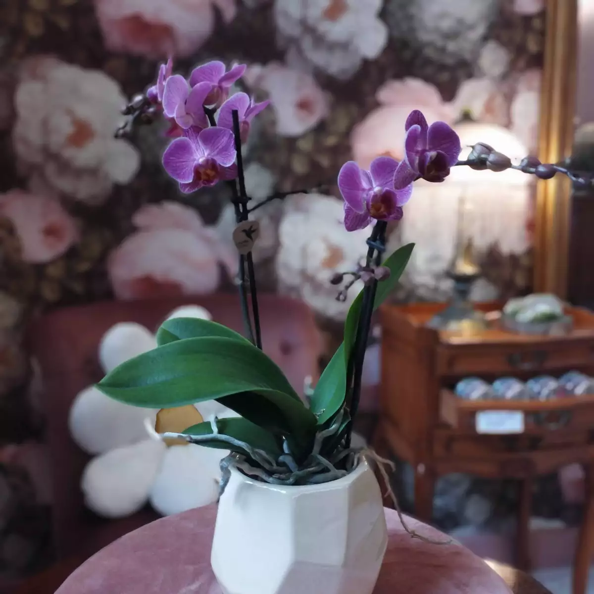 Orchidée phalaenopsis pot 9 cm