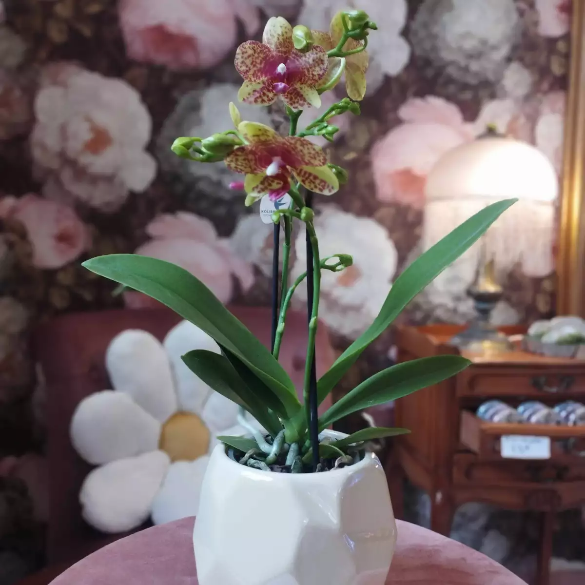 Orchidée phalaenopsis pot 9 cm