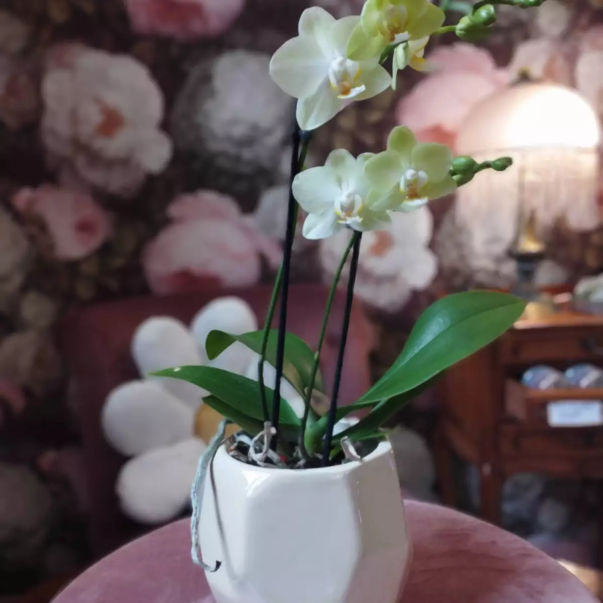 Orchidée phalaenopsis pot 9 cm